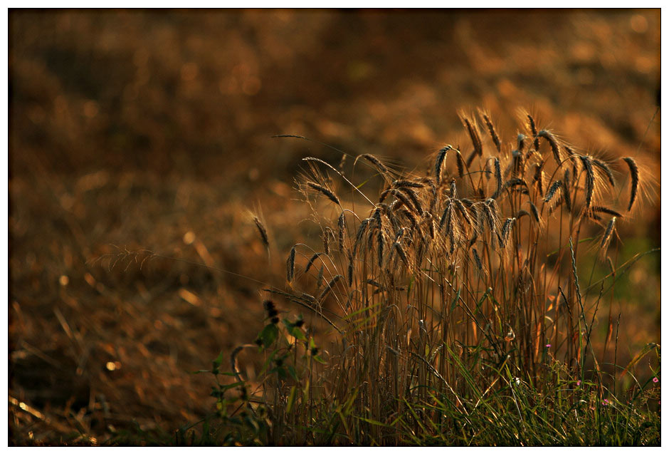 Die Restmenge des goldenen Schnittes...