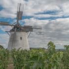 Die Retzer Windmühle (5)