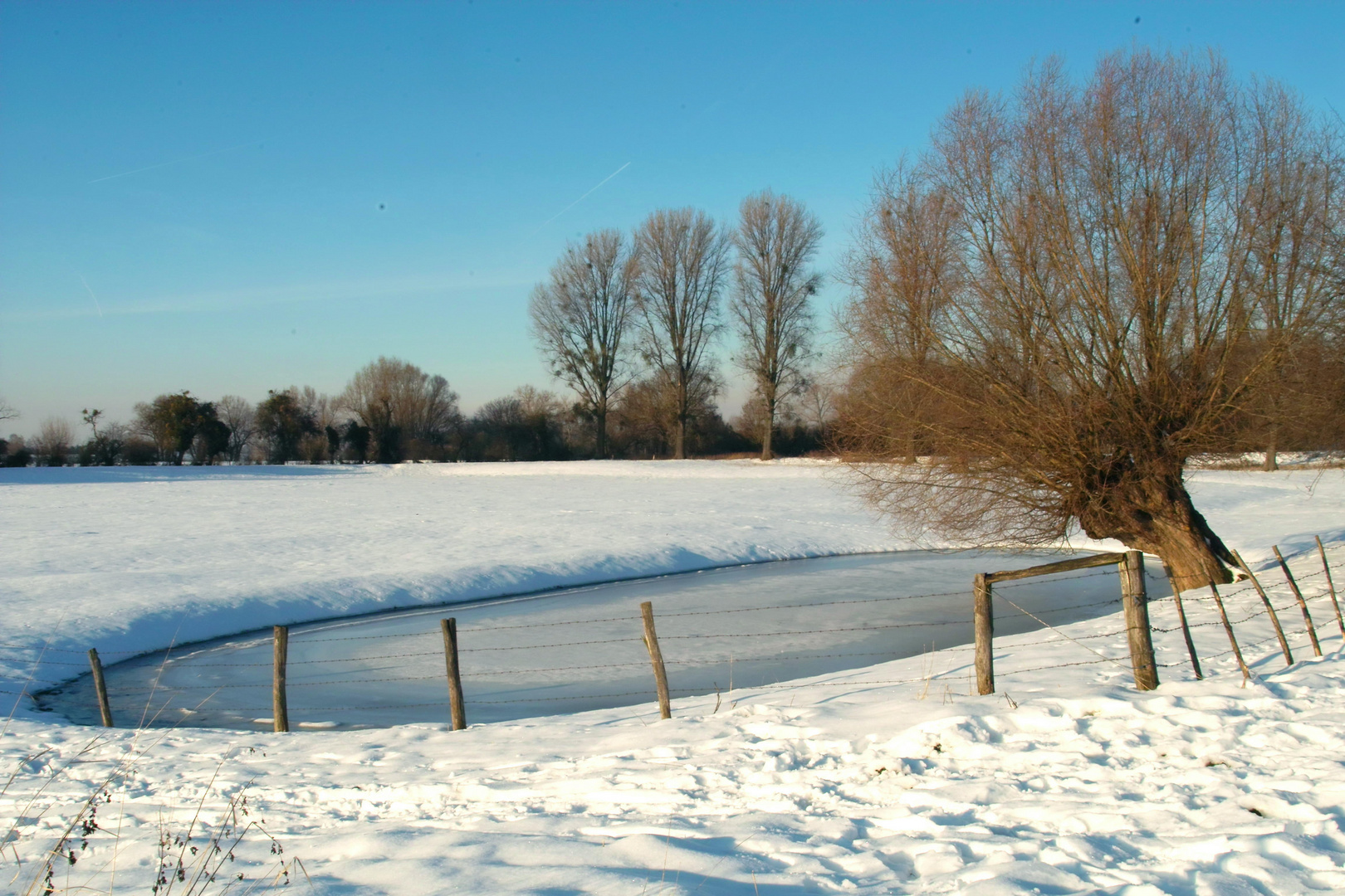 Die Rheinauen im Winterkleid.