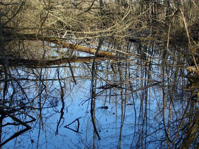 Die Rheinauen in Frankreich