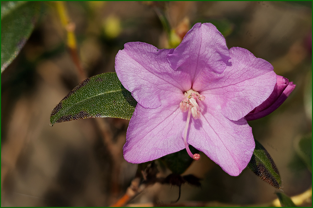 Die Rhododendren …