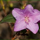 Die Rhododendren …