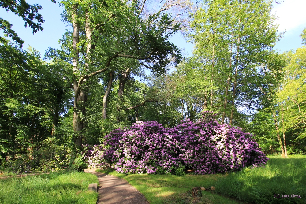 Die Rhododendren blühen