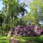 Die Rhododendren blühen