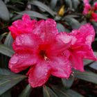 Die Rhododendren blühen...