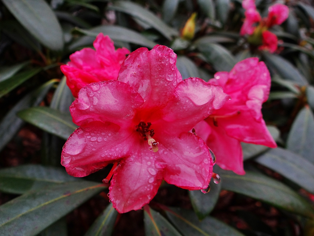 Die Rhododendren blühen...