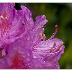 Die Rhododendren blühen in Irland besonders üppig