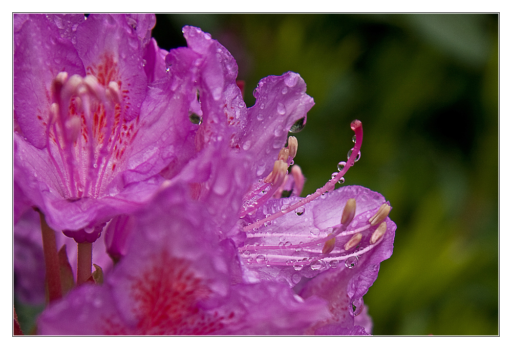 Die Rhododendren blühen in Irland besonders üppig