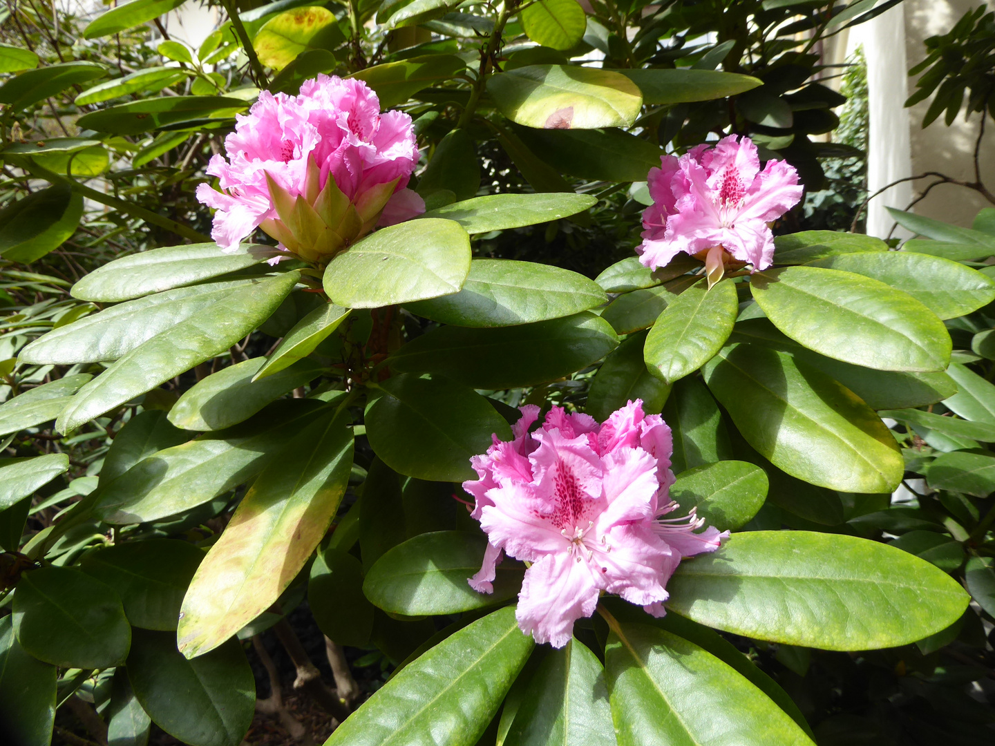 Die Rhododendren...