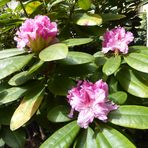 Die Rhododendren...