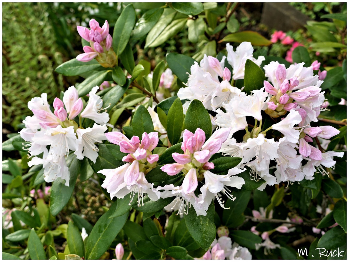 Die Rhododendren sind erblüht , Foto & Bild | mai, frühling, natur ...