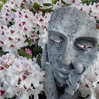 Die Rhododendron-Blüte...