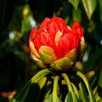 Die Rhododendron Saison ist eröffnet