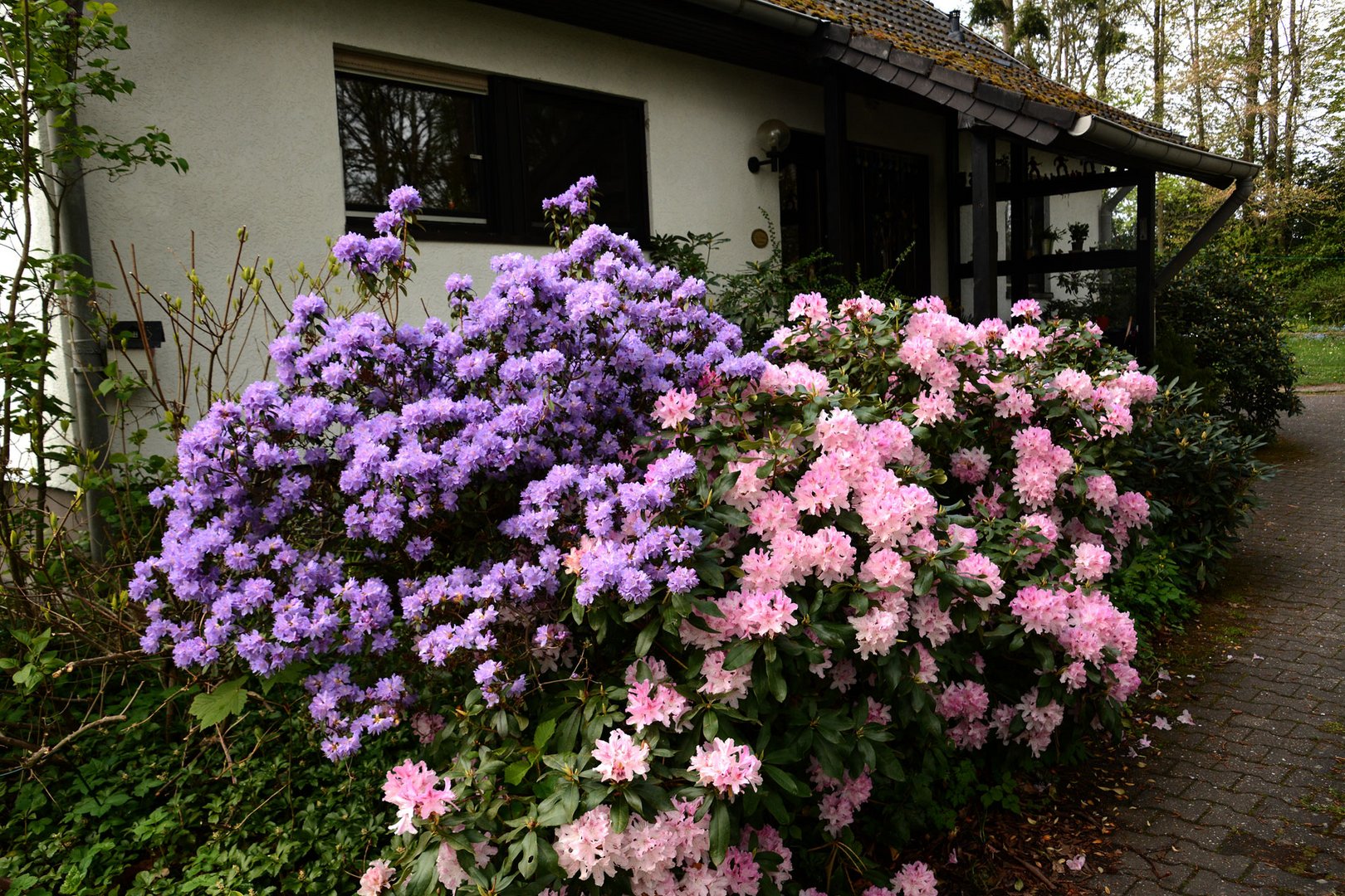 Die Rhododendron verblühen und die Azaleen blühen auf. Foto & Bild natur, pflanzen, blüten