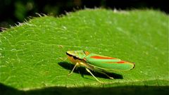 Die "Rhododendron-Zikade" Graphocephala fennahi, . . .