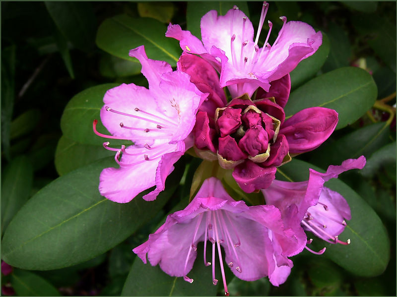 Die Rhododendronblüte...