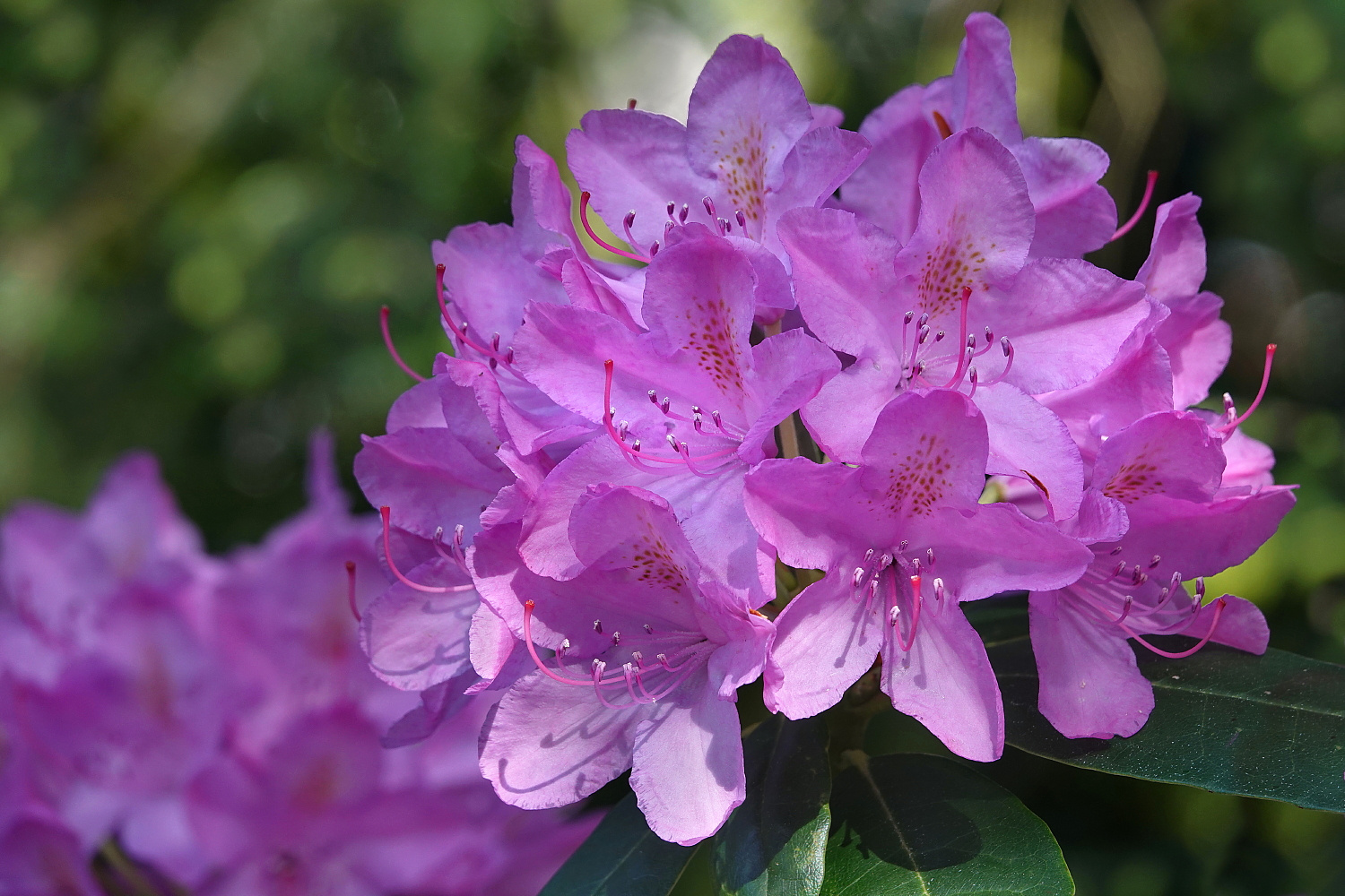 Die Rhododendronblüte