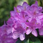 Die Rhododendronblüte