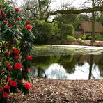 Die Rhododendronsaison ist in Bremen eröffnet