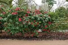 Die Rhododendrun Saison ist eröffnet