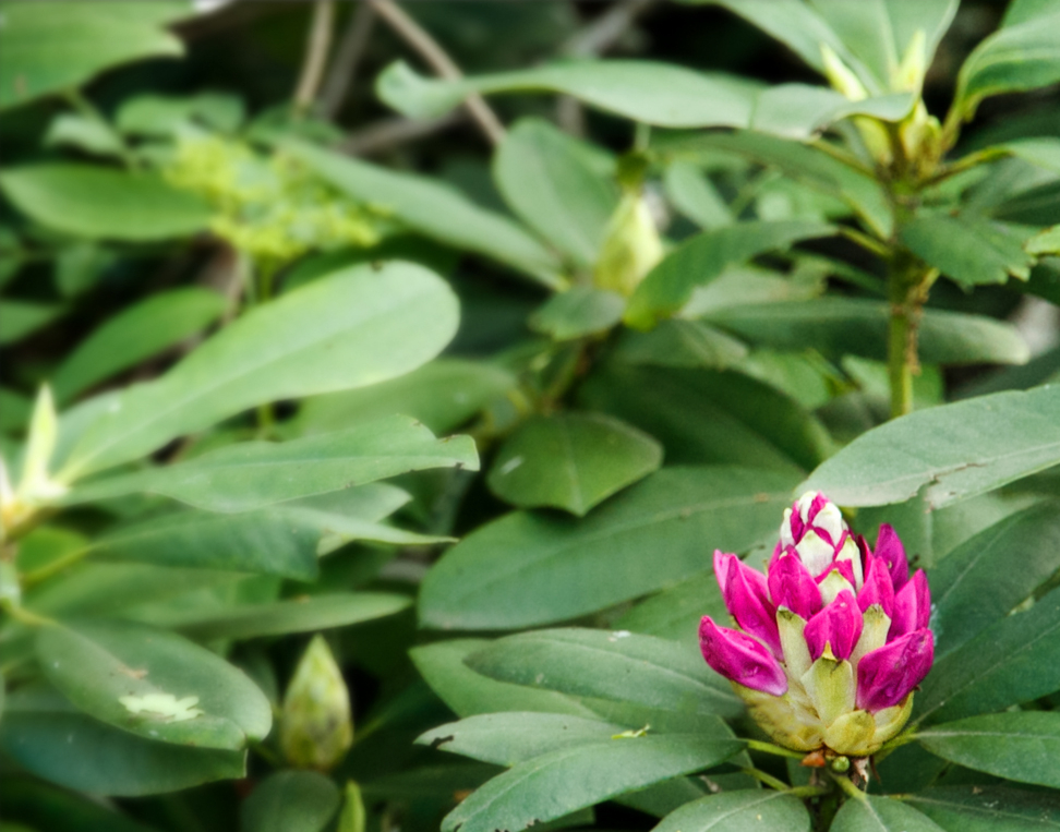 Die Rhodondendron Knospe