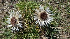 die RHÖN Distel