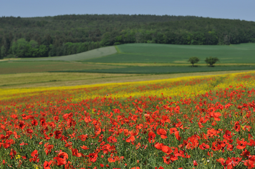 Die Rhön - ein Mohnrapsfeld