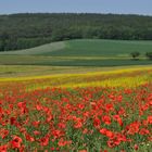 Die Rhön - ein Mohnrapsfeld