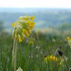 die Rhön im Frühjahr