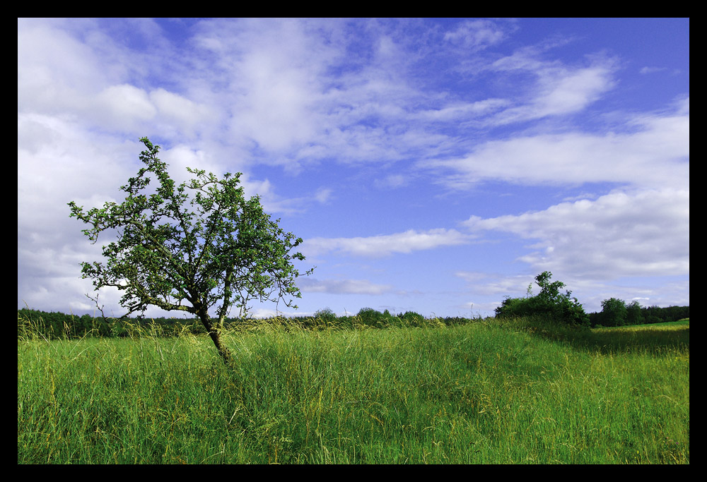 Die Rhöner Landschaft