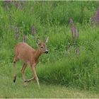 Die Ricke (Capreolus capreolus)