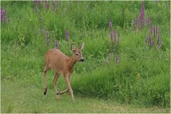 Die Ricke (Capreolus capreolus)