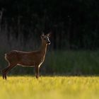 ~die Ricke und das Funkeln der Insekten~