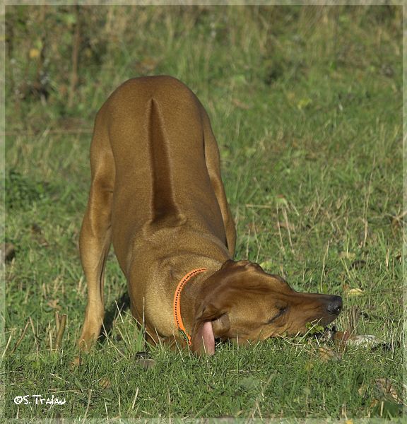 Die ridgebacksche Streichelbremse