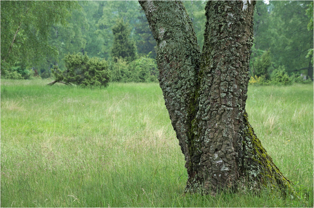 Die Riedelbacher Heide