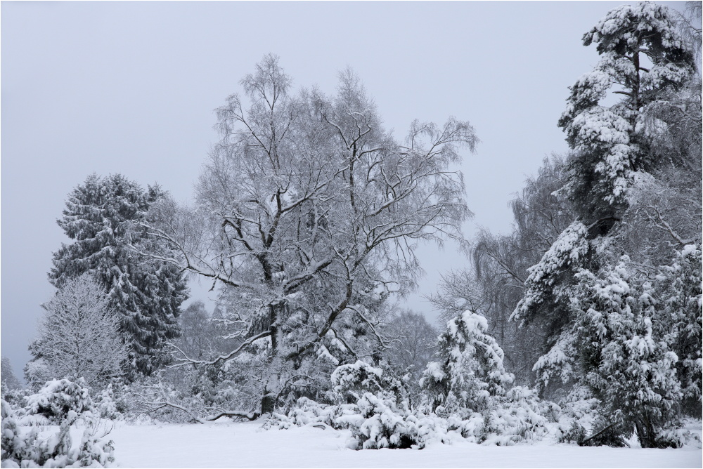 Die Riedelbacher Heide