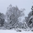 Die Riedelbacher Heide