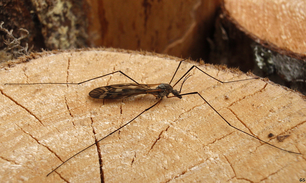 die riesege Riesenschnake (Tipula maxima)