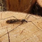 die riesege Riesenschnake (Tipula maxima)