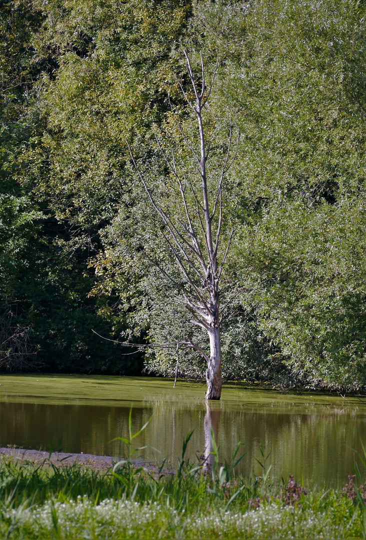 Die Rieselfelder in Münster - Abgestorbener Baum in einem Polder