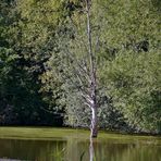 Die Rieselfelder in Münster - Abgestorbener Baum in einem Polder