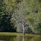 Die Rieselfelder in Münster - Abgestorbener Baum in einem Polder