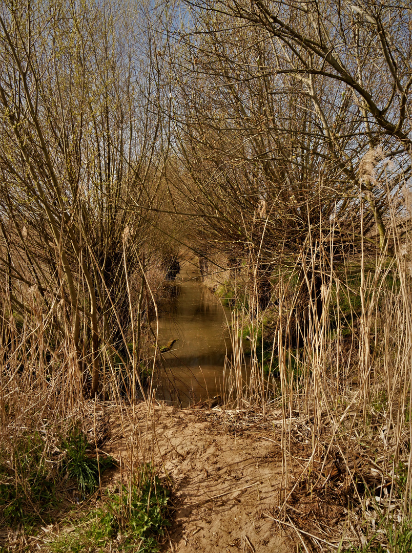 Die Rieselfelder in Münster - Weiden in Reih und Glied