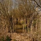 Die Rieselfelder in Münster - Weiden in Reih und Glied