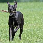 die "riesen" Dogge