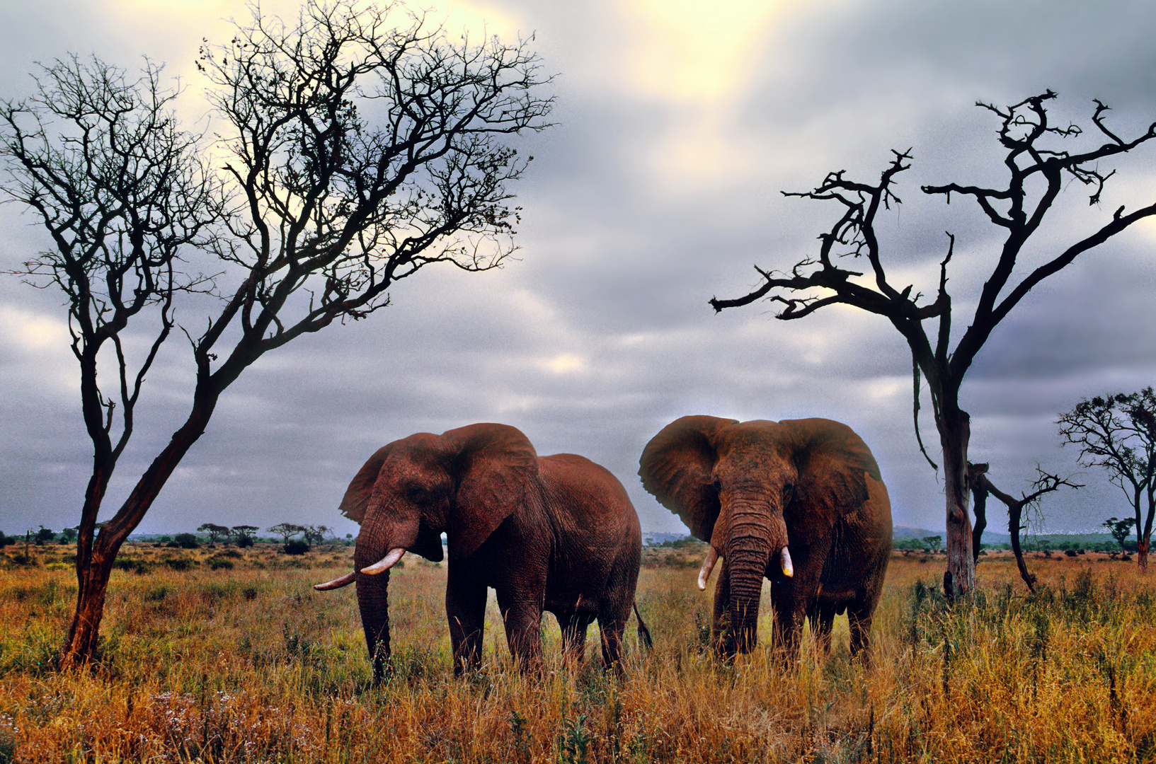 Die Riesen in Kenia.