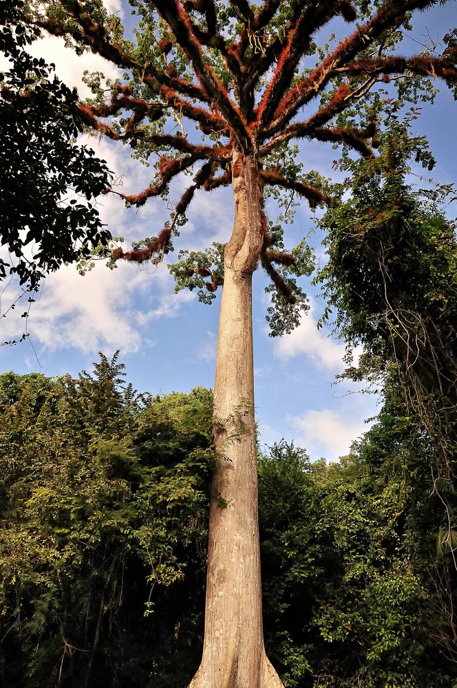 Die Riesen in Tikal