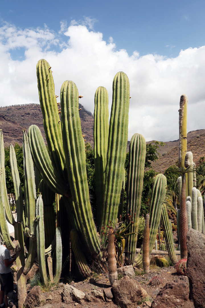 die Riesen von Gran Canaria