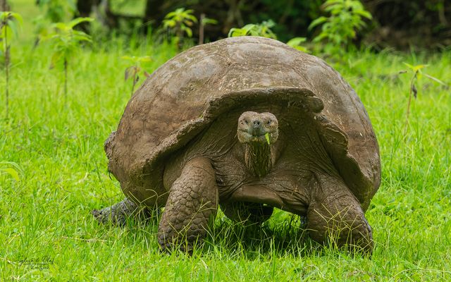 °°_Die Riesen von Santa Cruz_°°