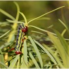 Die Riesenraupe ... the giant Caterpillar